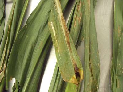 Corn leaf with small gray spots