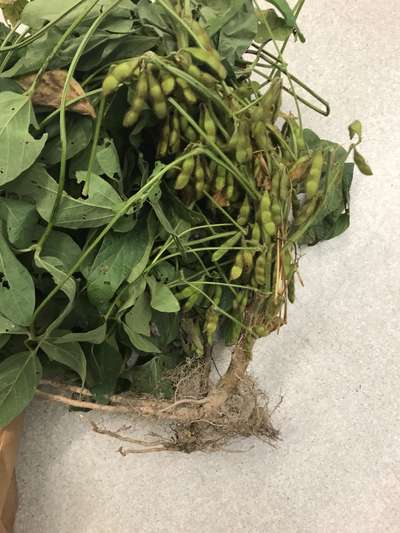 Soybean plant