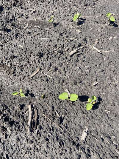 Multiple Plants