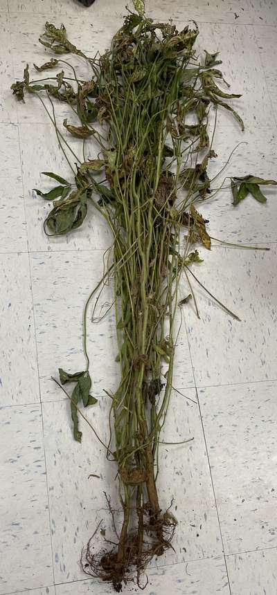 Soybean plant as received by the PDIC