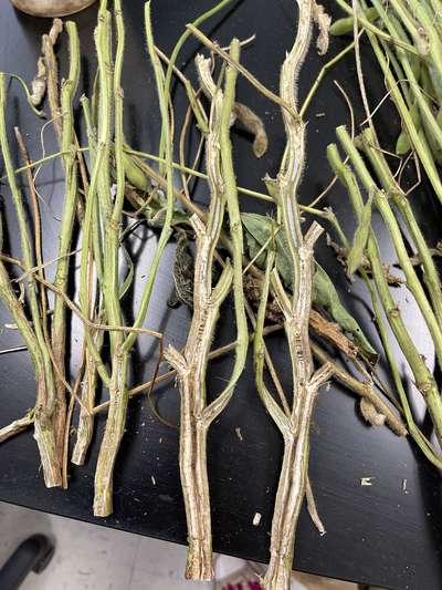 Soybean stem split in half lengthwise