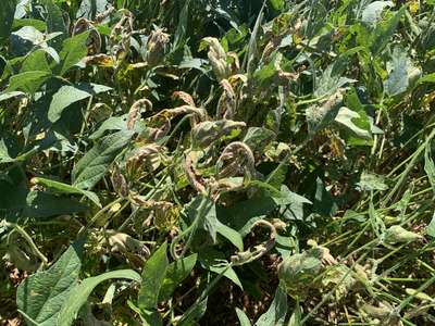 Soybean plants in the field with diseased leaves