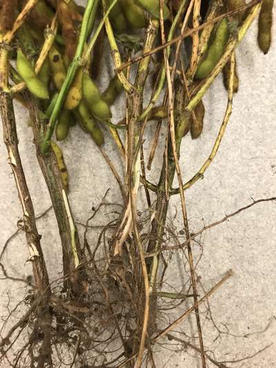 Soybean plant