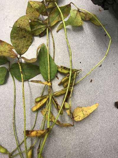 Soybean leaves