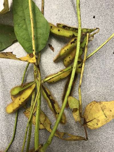 Soybean pods