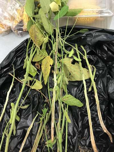 Soybean plant