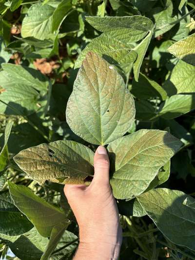 Up-close photo of soybean leaves showing purple bronzing