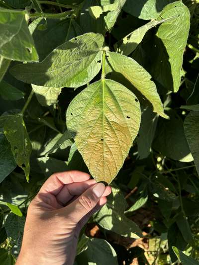Up-close photo of soybean leaves showing purple bronzing