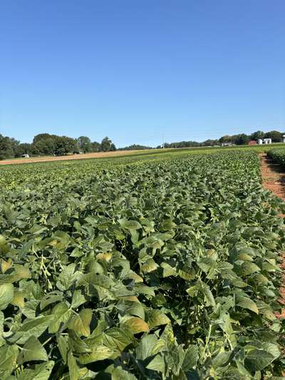 Broad photo of a soybean field with bronzed leaves