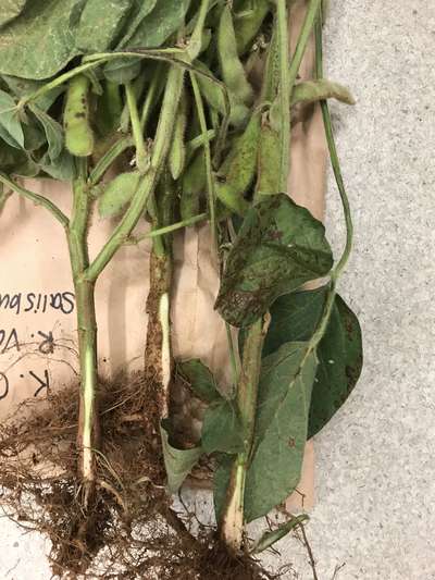 Soybean plant