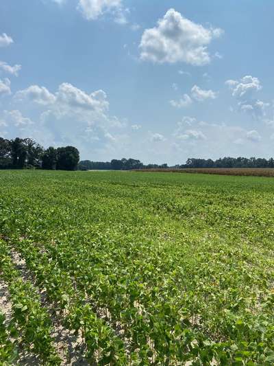 Soybean field