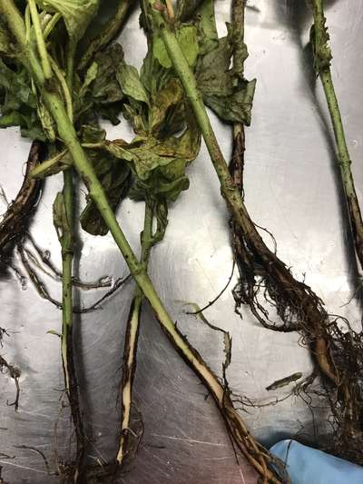 Soybean plants