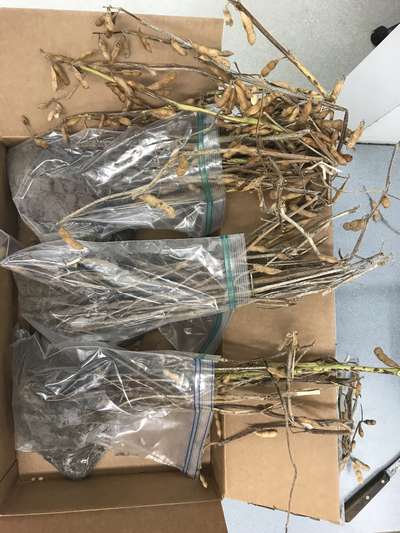 Soybean plant