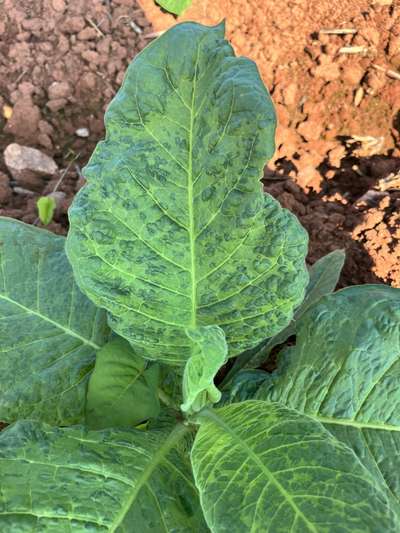 Tobacco plant in the field with mosaic symptoms
