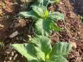 Tobacco plants in the field with symptoms of TMV