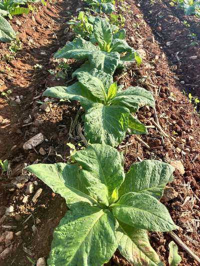 Tobacco plants in the field with symptoms of TMV