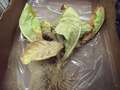 Tobacco sample as received showing signs of TSWV