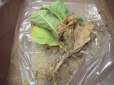 Tobacco sample as received showing signs of TSWV