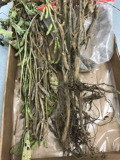Soybean plant