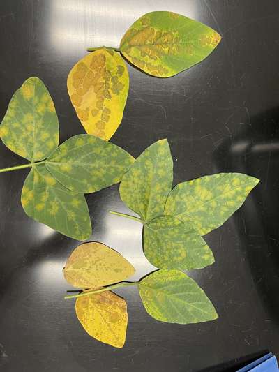 Soybean leaves affected by yellowing