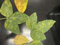 Soybean leaves affected by yellowing