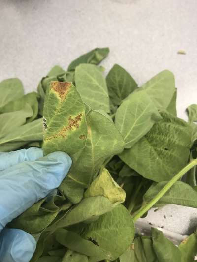 Soybean leaves