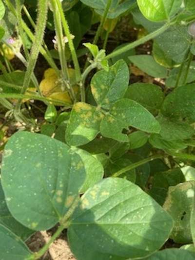 Soybean plant