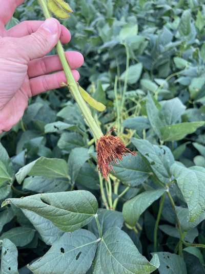 Up-close photo of soybean stem showing adventitious roots