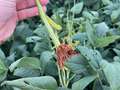 Up-close photo of soybean stem showing adventitious roots