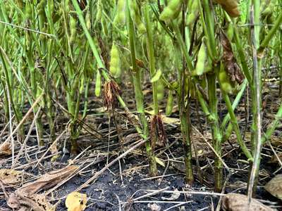 Photo showing multiple soybeans plants with adventitious roots