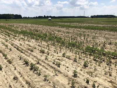 Soybean field