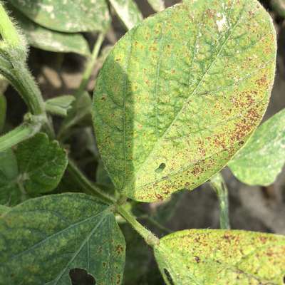 Soybean leaves