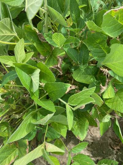 Up-close photo of soybean plant with wilt and discolored leaves