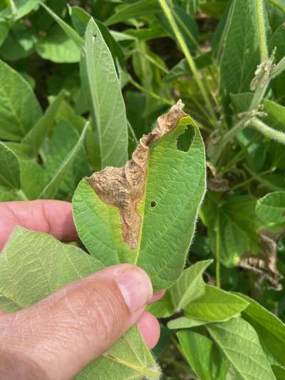 Up-close photo of soybean leaf with brown discoloration