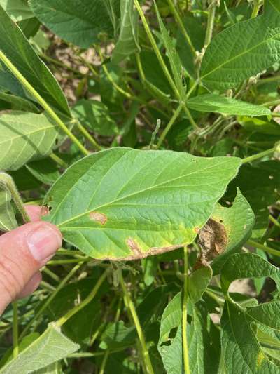 Up-close photo of soybean leaf with brown discoloration