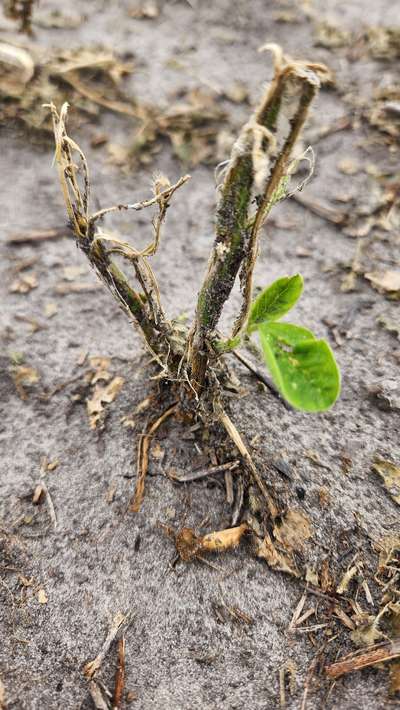 Up-close photo of a soybean plant showing broken stems and defoliation.