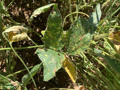 Soybean leaf with yellowing and browning