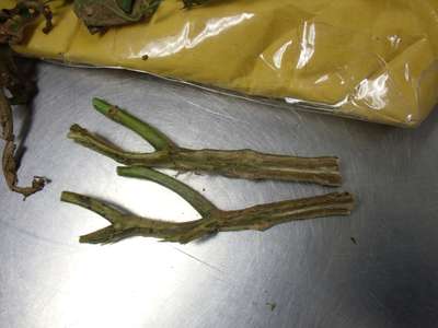 Soybean stem split in half lengthwise
