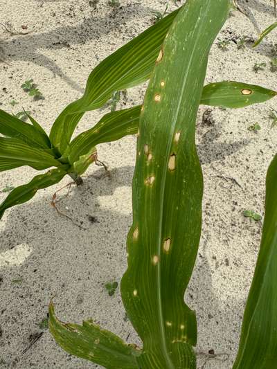 Corn leaf with oval tan spots with brown margins