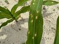 Corn leaf with oval tan spots with brown margins