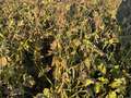 Soybean field affected by green stems