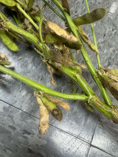Soybean stem with black acervuli.