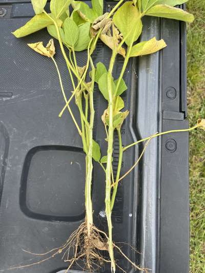 Soybean plant with split stem.