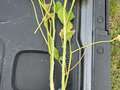 Soybean plant with split stem.