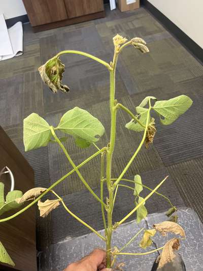 Soybean plant with brown and wilted leaves