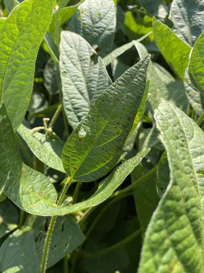 Soybean leafs
