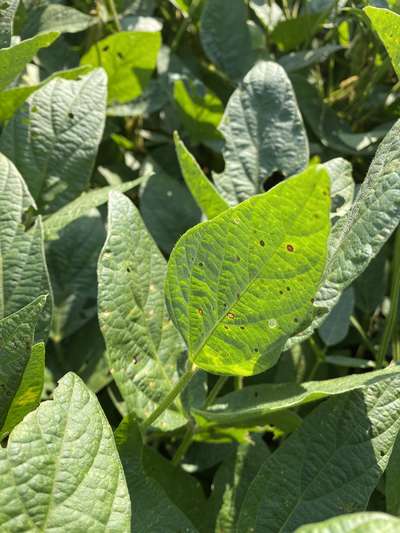 Soybean leafs