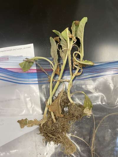 Tobacco sample as received