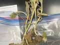 Tobacco sample as received