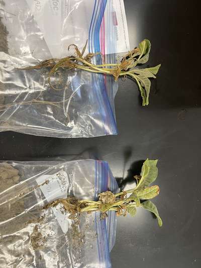 Tobacco sample as received